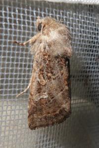 <i>Luperina</i>
