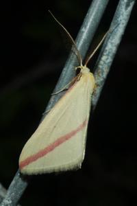 <i>Rhodometra sacraria</i>