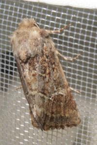 <i>Luperina</i>