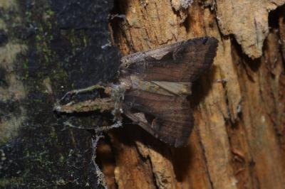<i>Xestia c-nigrum</i>