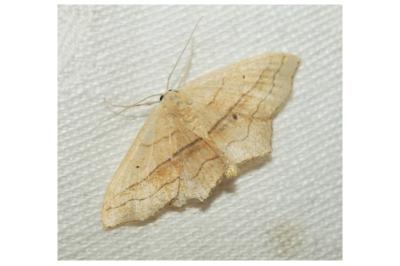 <i>Scopula imitaria</i>