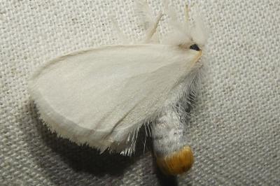 <i>Sphrageidus similis</i>