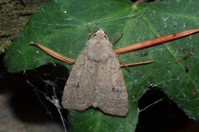 <i>Xestia castanea</i>