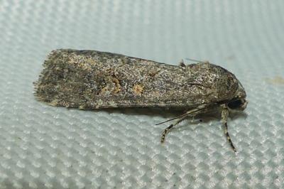 <i>Spodoptera exigua</i>