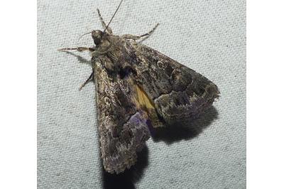<i>Thalpophila matura</i>