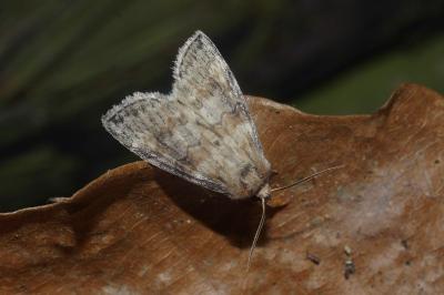 <i>Cymatophorina diluta</i>