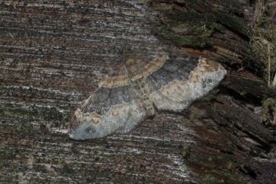 <i>Xanthorhoe ferrugata</i>