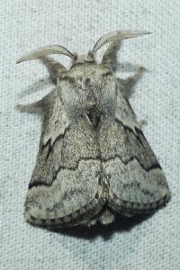 <i>Trichiura crataegi</i>
