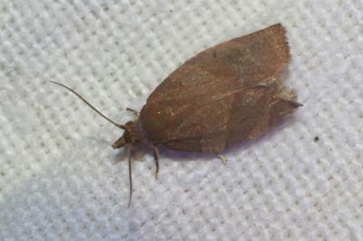 <i>Pandemis heparana</i>