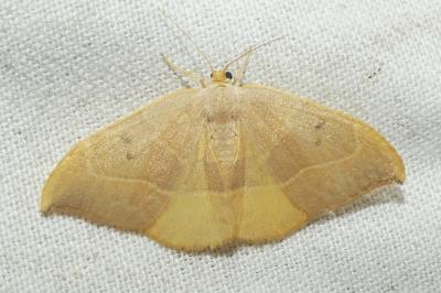 <i>Watsonalla binaria</i>