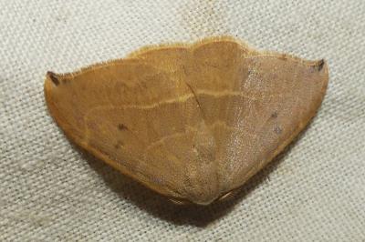 <i>Watsonalla binaria</i>