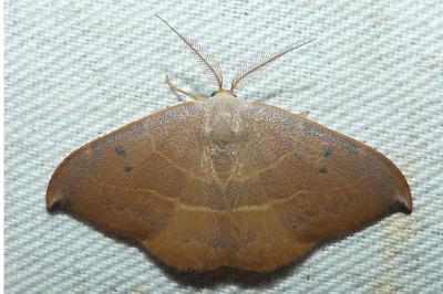 <i>Watsonalla uncinula</i>