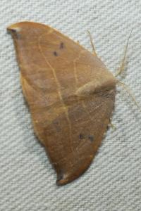 <i>Watsonalla uncinula</i>