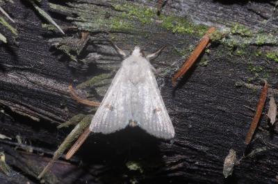 <i>Caradrina kadenii</i>