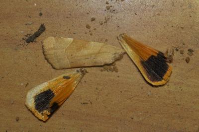 <i>Noctua fimbriata</i>