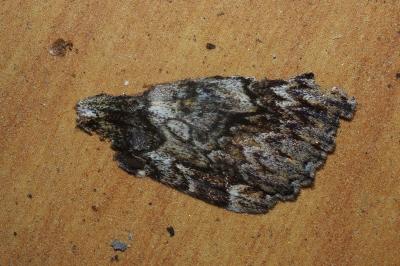 <i>Catocala promissa</i>