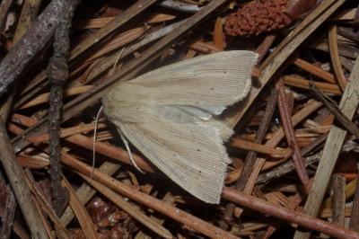 <i>Mythimna straminea</i>