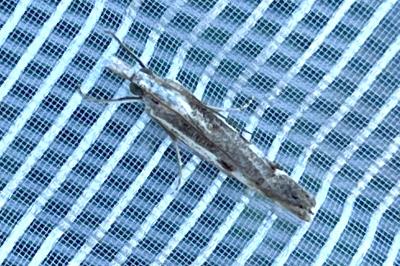 <i>Agriphila geniculea</i>