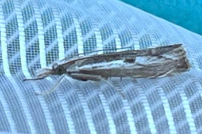 <i>Agriphila geniculea</i>
