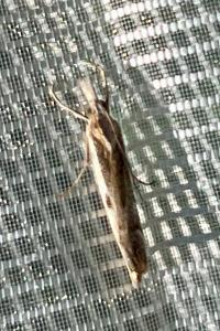 <i>Agriphila geniculea</i>