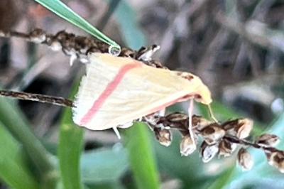 <i>Rhodometra sacraria</i>