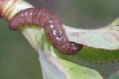 <i>Notocelia rosaecolana</i>