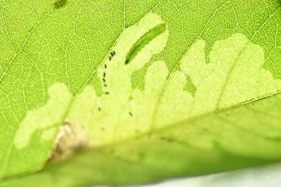 <i>Parectopa robiniella</i>