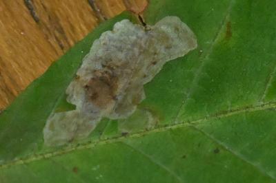 <i>Cameraria ohridella</i>