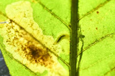 <i>Cameraria ohridella</i>
