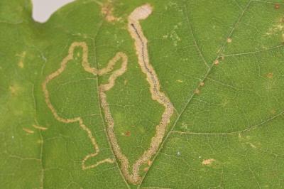 <i>Stigmella aceris</i>