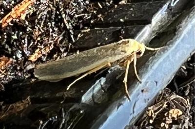 <i>Manulea complana</i>