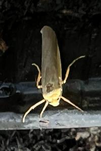 <i>Manulea complana</i>