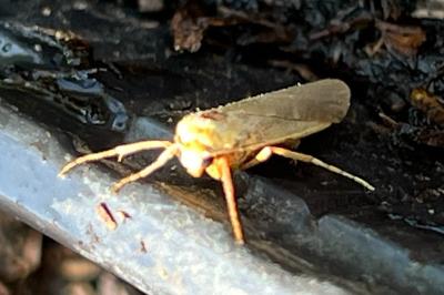 <i>Manulea complana</i>