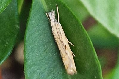 <i>Agriphila geniculea</i>