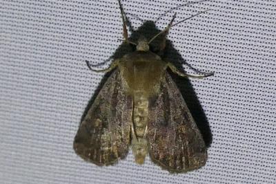 <i>Xestia xanthographa</i>