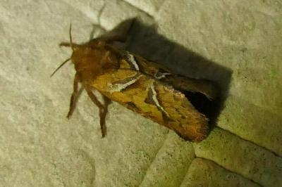 <i>Triodia sylvina</i>