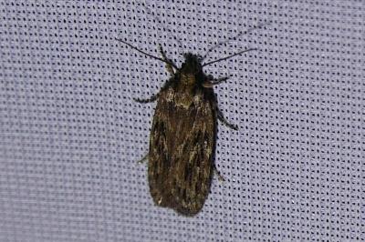 <i>Depressaria</i>