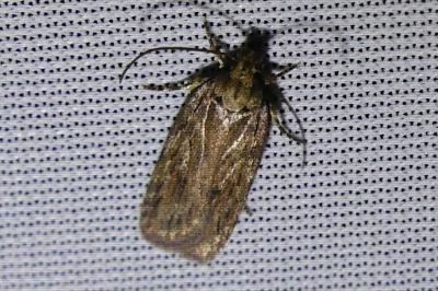 <i>Depressaria</i>