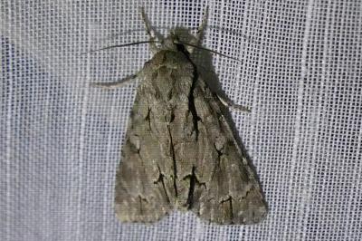 <i>Acronicta psi/tridens</i>
