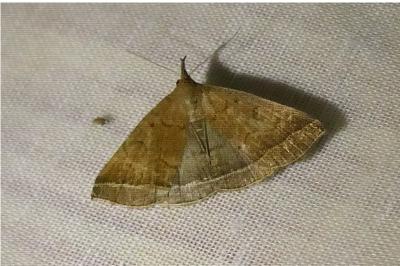 <i>Hypena proboscidalis</i>