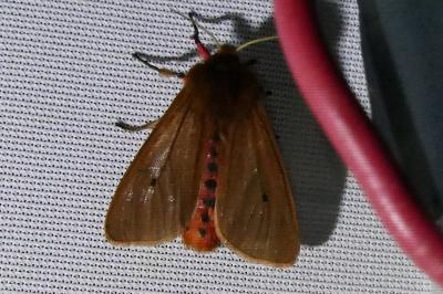 <i>Phragmatobia fuliginosa</i>