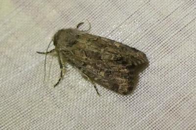 <i>Luperina testacea</i>