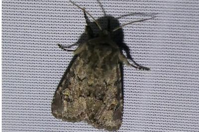 <i>Luperina testacea</i>
