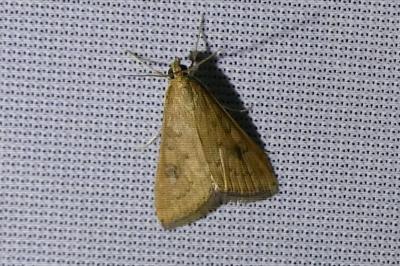 <i>Udea ferrugalis</i>