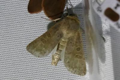 <i>Hoplodrina ambigua</i>