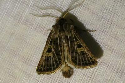 <i>Tholera decimalis</i>
