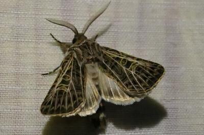 <i>Tholera decimalis</i>