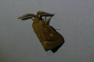 <i>Lasiocampa trifolii</i>