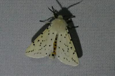 <i>Spilosoma lubricipeda</i>