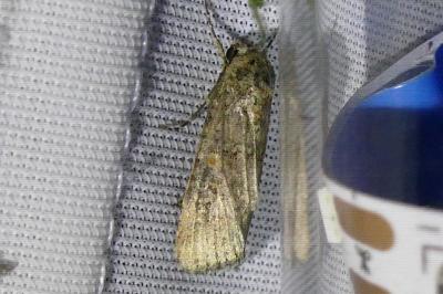 <i>Spodoptera exigua</i>